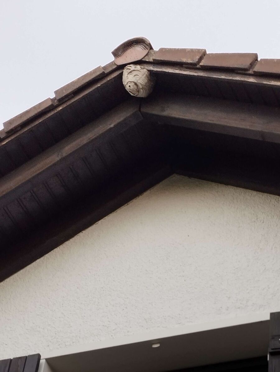  Bienennest entfernen