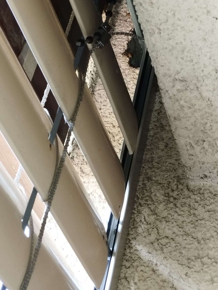  Bienennest entfernen