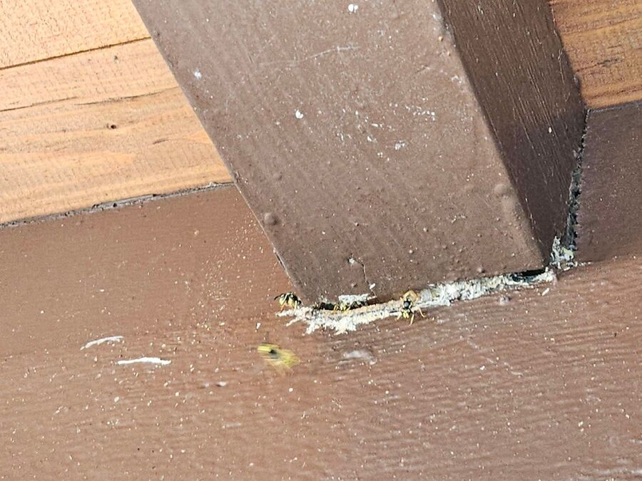  Bienennest entfernen