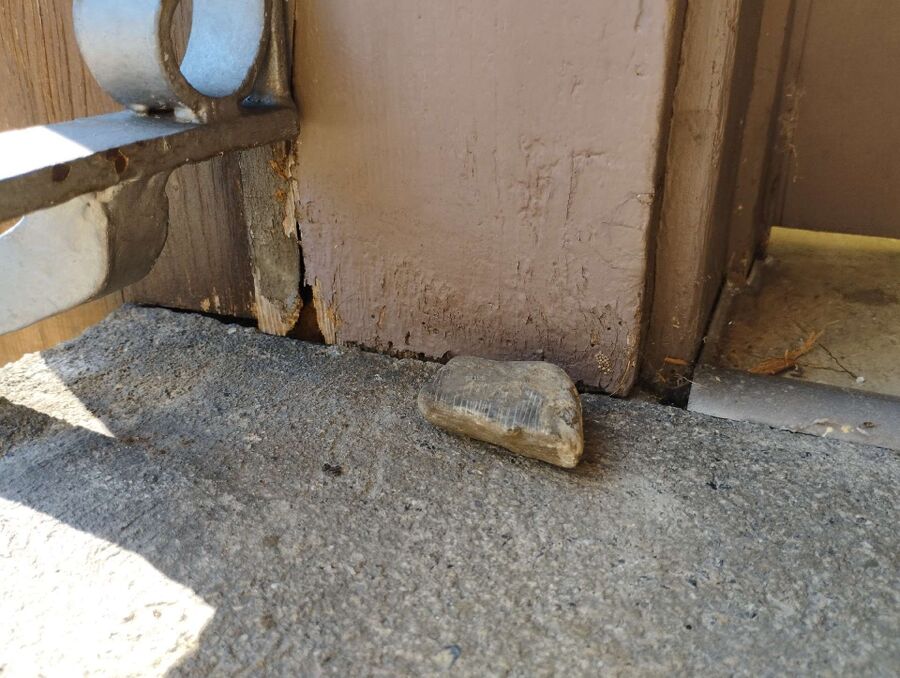 Bienen umsiedeln &  Bienennest entfernen 