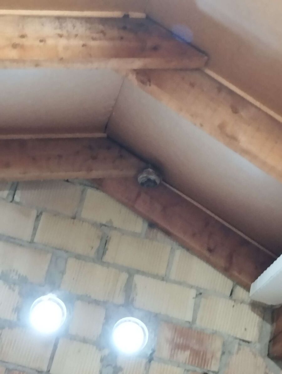  Bienennest entfernen.jpeg