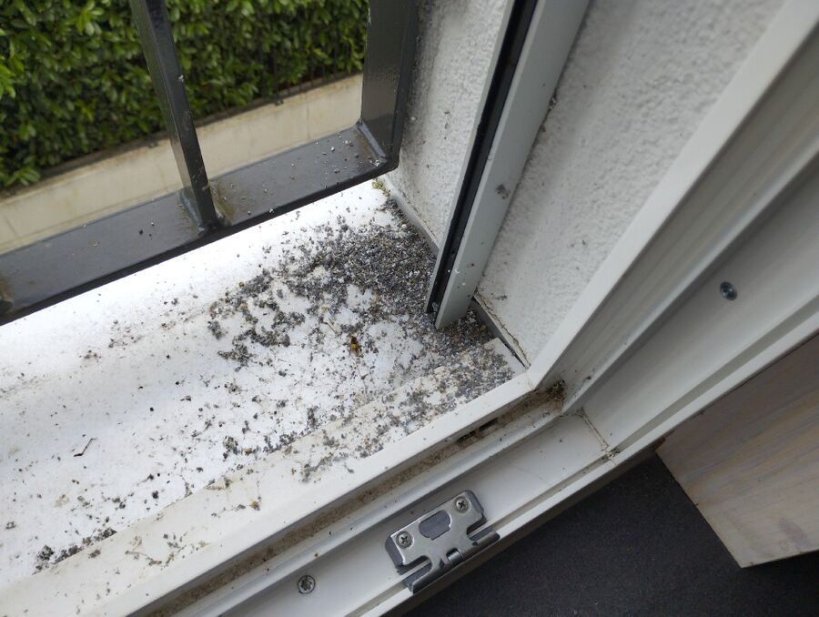  Bienennest entfernen