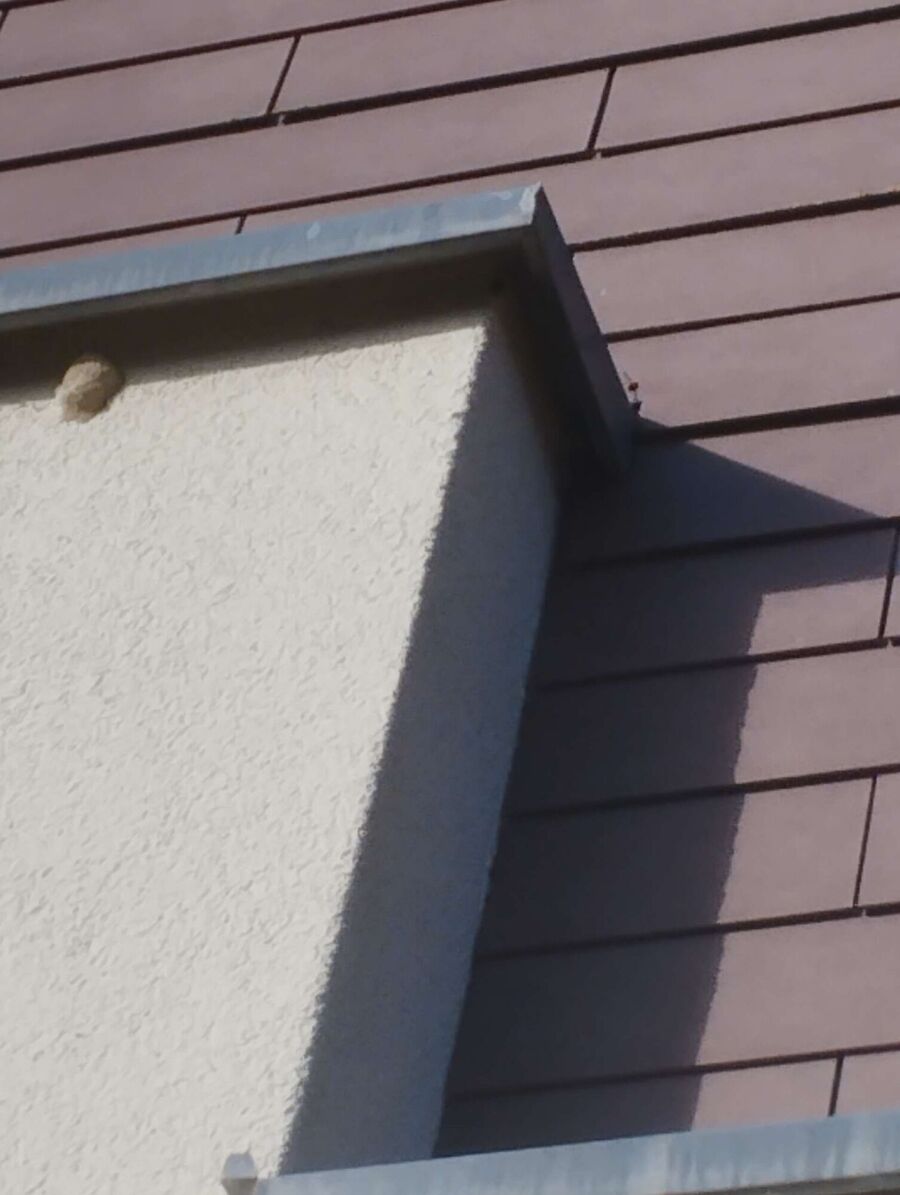 Bienen umsiedeln &  Bienennest entfernen 