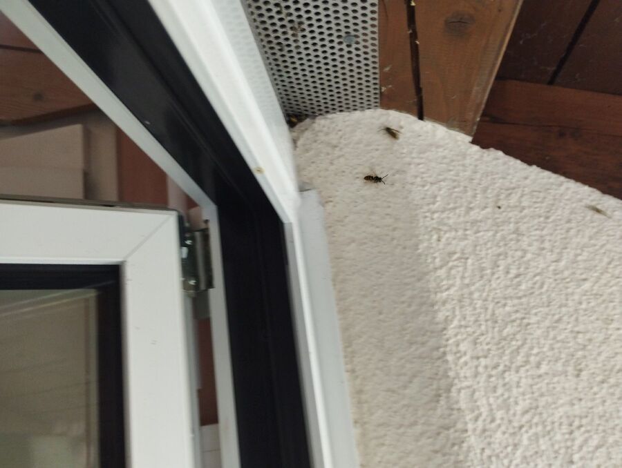  Bienennest entfernen