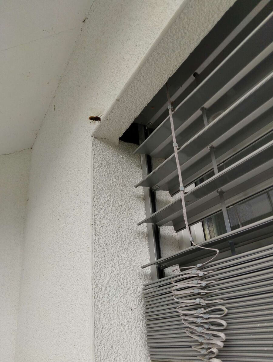  Bienennest entfernen.jpeg