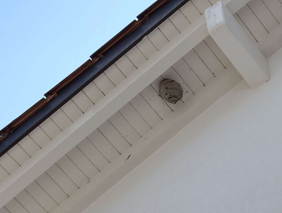 Bienen umsiedeln &  Bienennest entfernen 