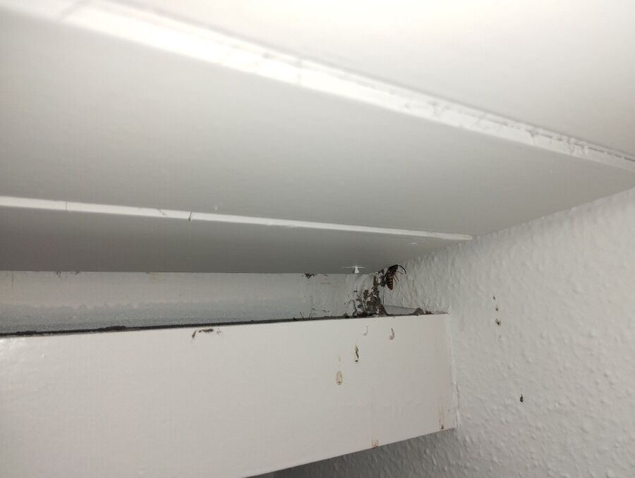  Bienennest entfernen.jpeg
