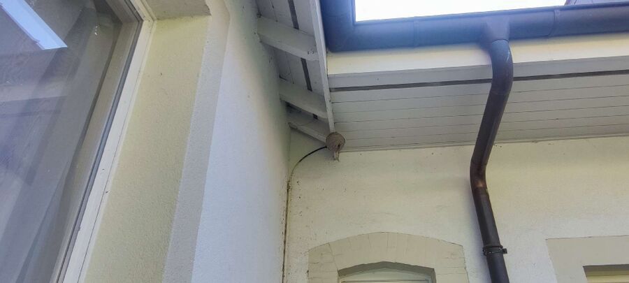  Bienennest entfernen.jpeg