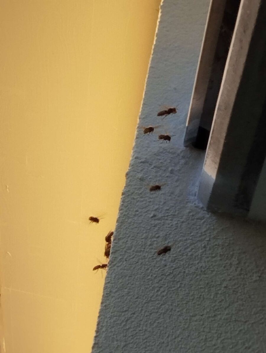  Bienennest entfernen