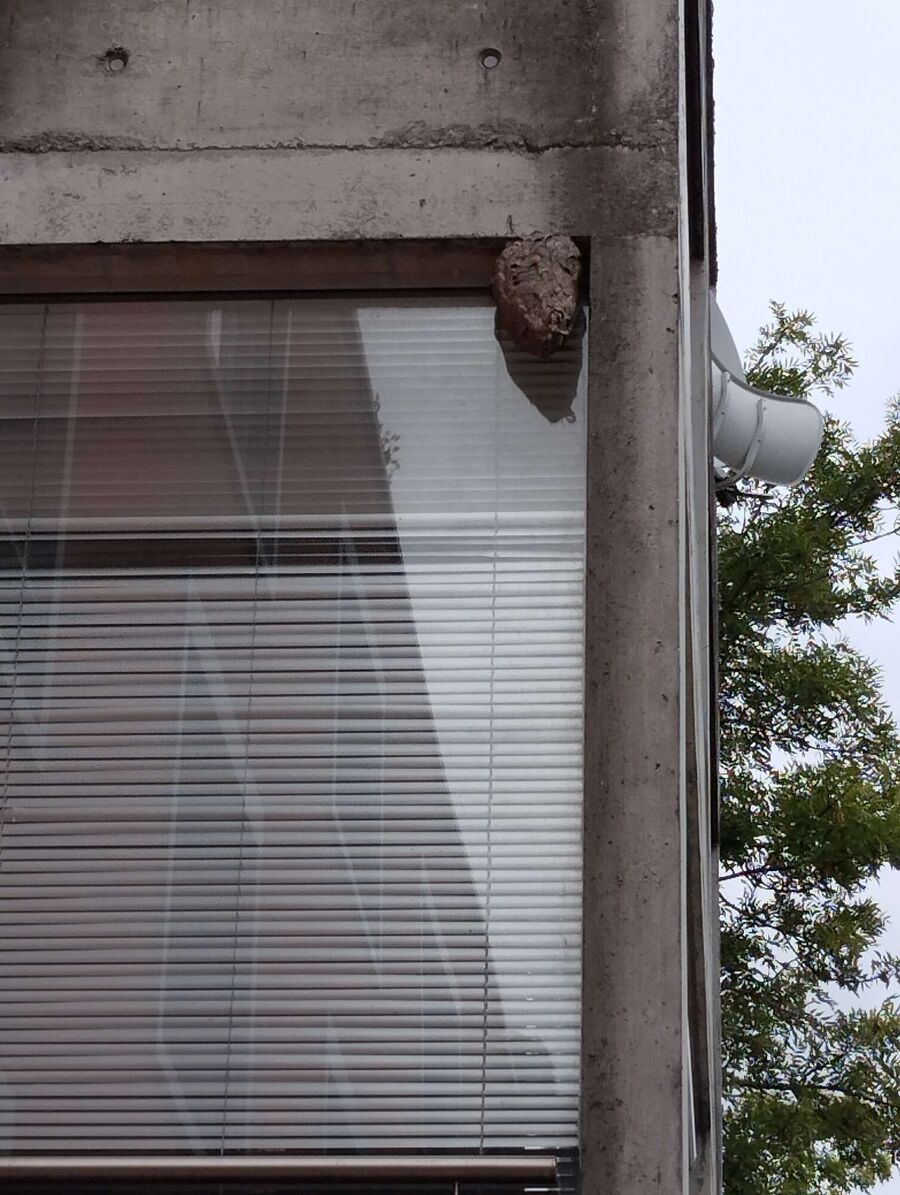 Bienen umsiedeln &  Bienennest entfernen 