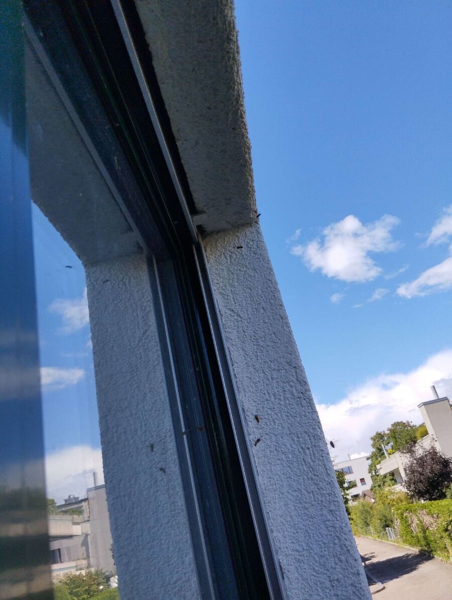  Bienennest entfernen.jpeg