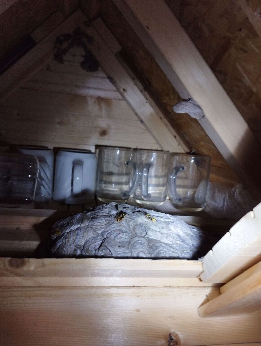  Bienennest entfernen.jpeg