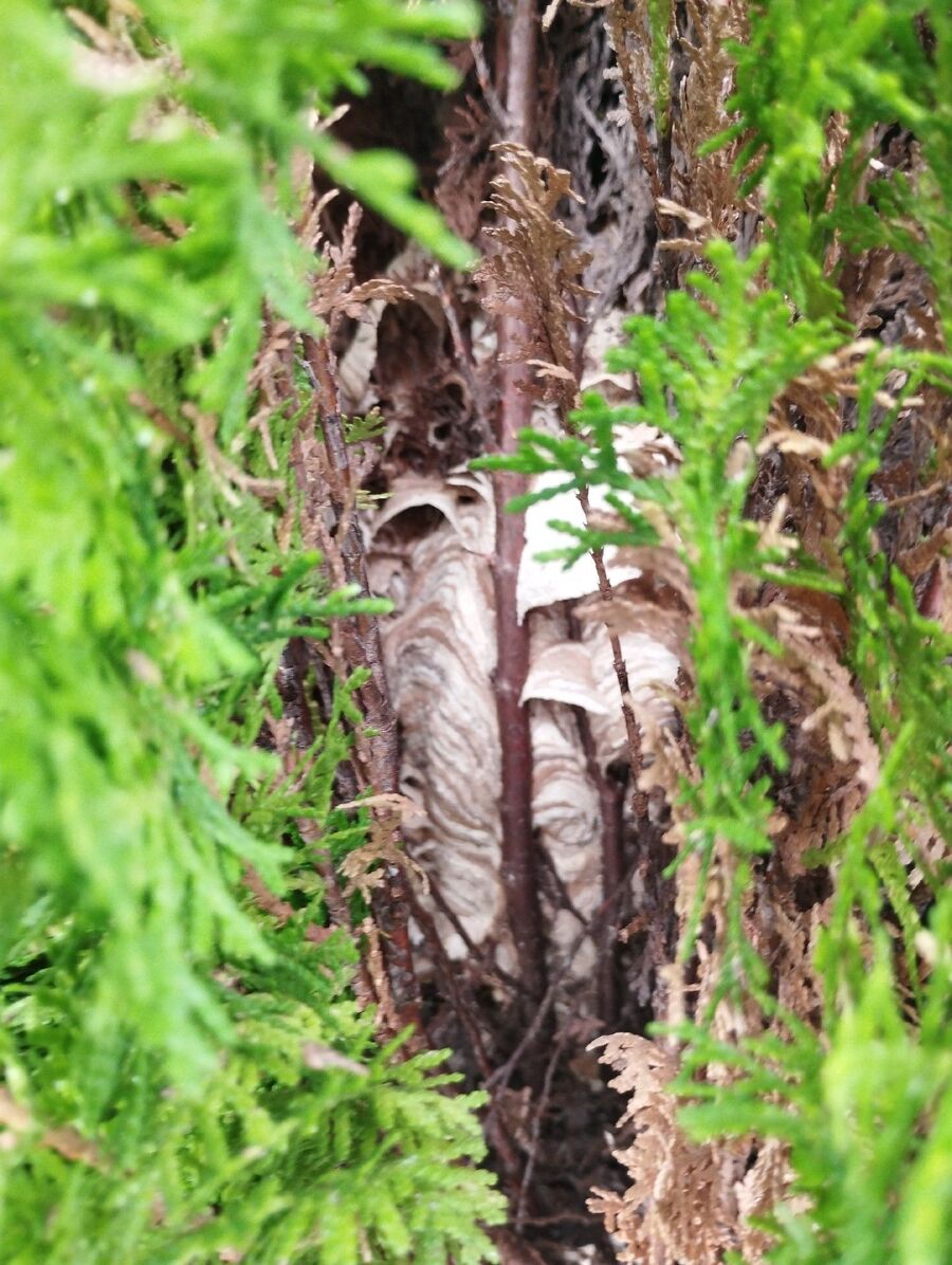 bienennest-am-haus-entfernen.jpg