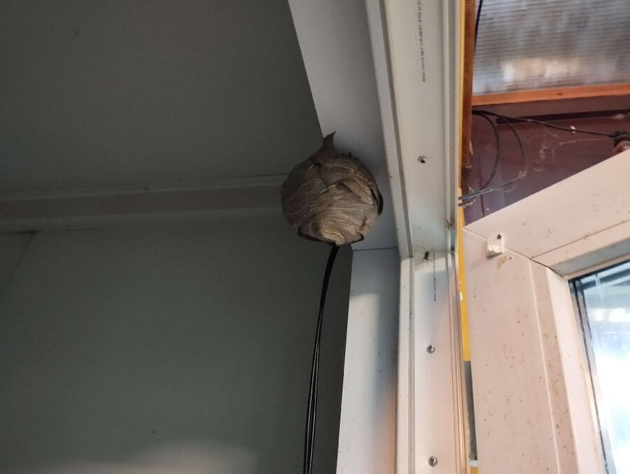  Bienennest entfernen.jpeg