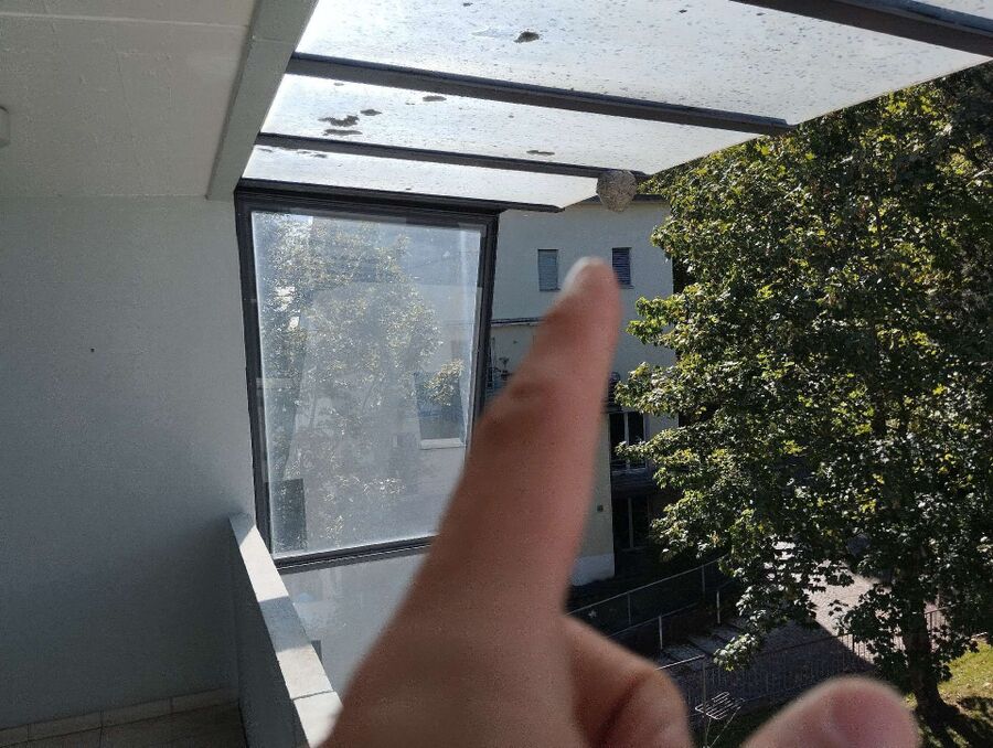 bienennest-am-haus-entfernen.jpg