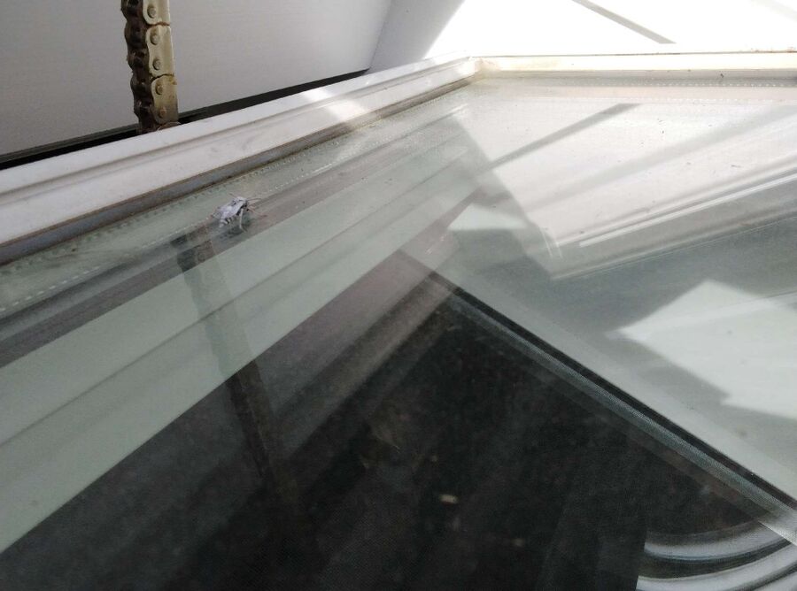  Bienennest entfernen