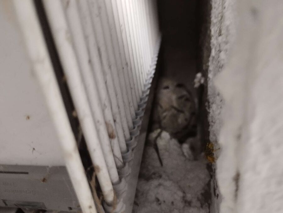  Bienennest entfernen