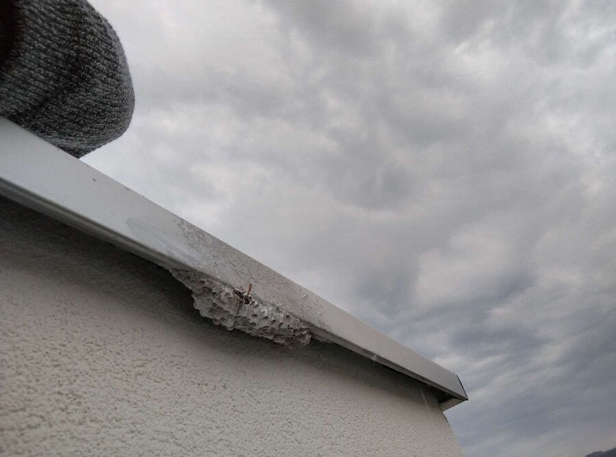  Bienennest entfernen