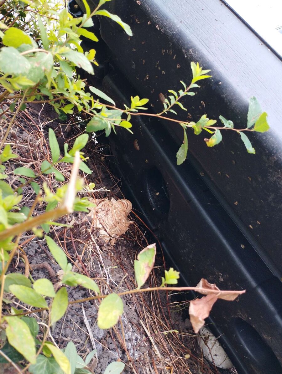 Bienen umsiedeln &  Bienennest entfernen 