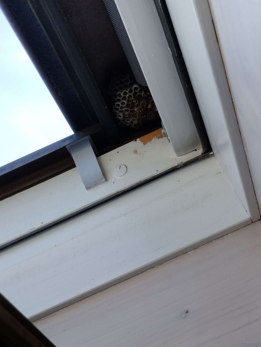  Bienennest entfernen.jpeg