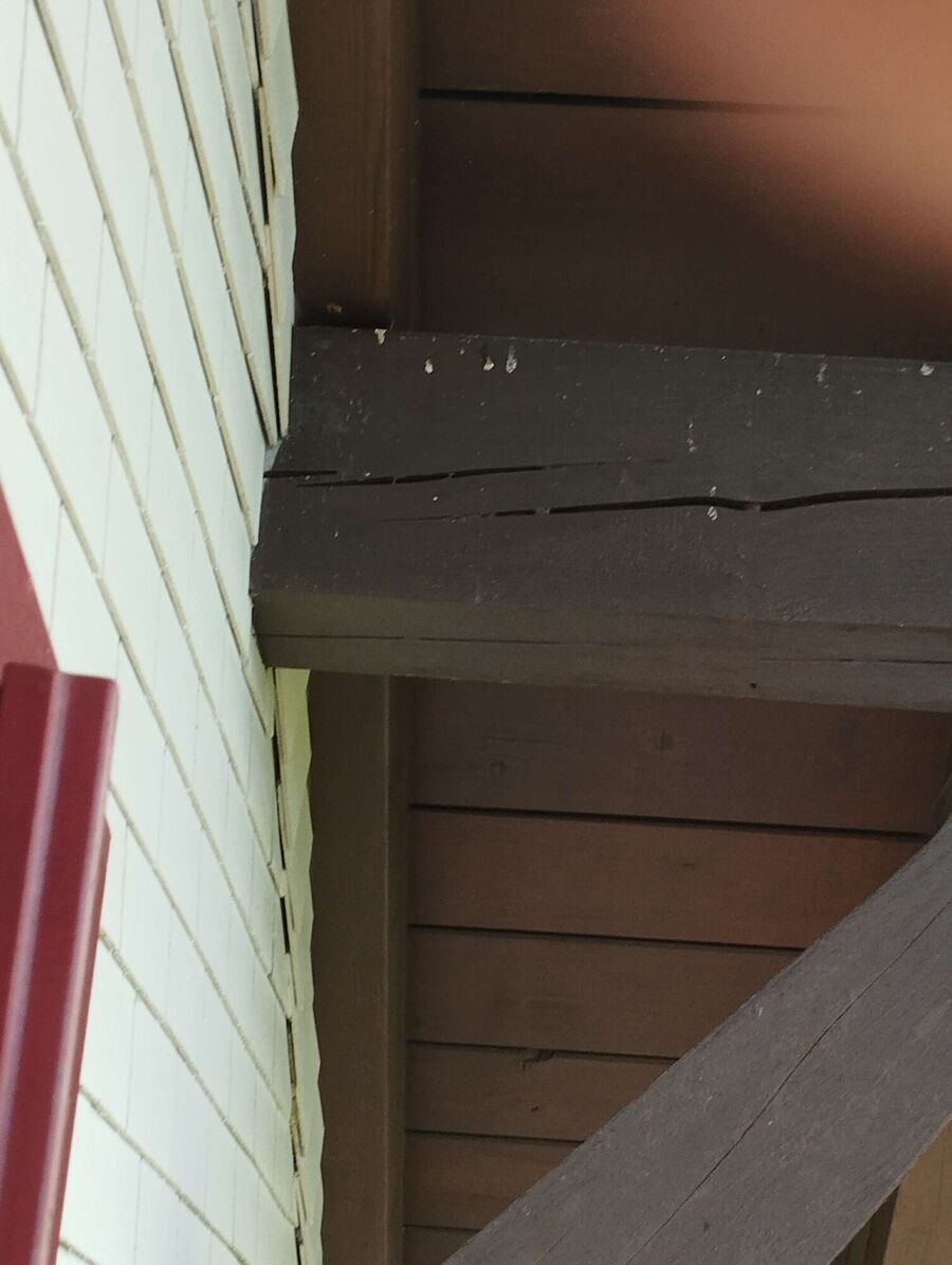  Bienennest entfernen.jpeg