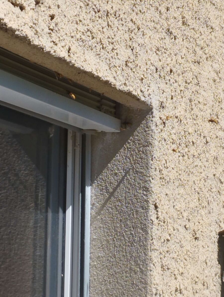  Bienennest entfernen