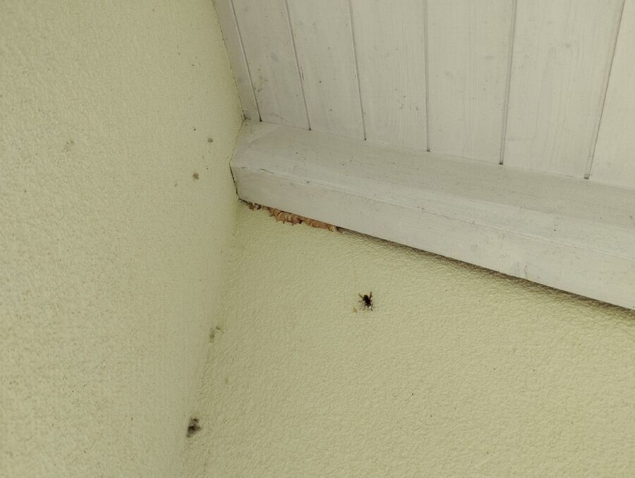  Bienennest entfernen.jpeg