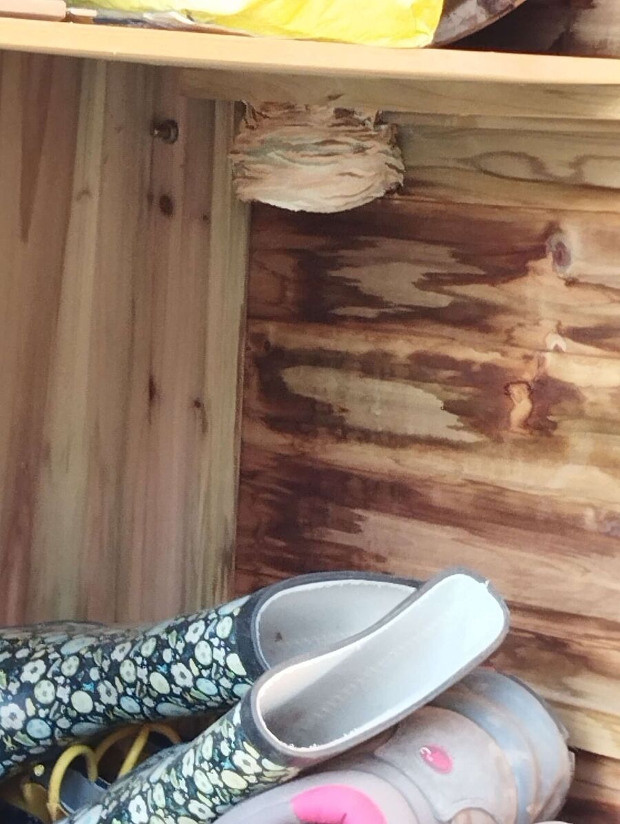 Bienen umsiedeln &  Bienennest entfernen 