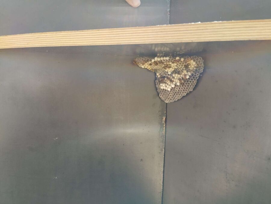 Bienen umsiedeln &  Bienennest entfernen 