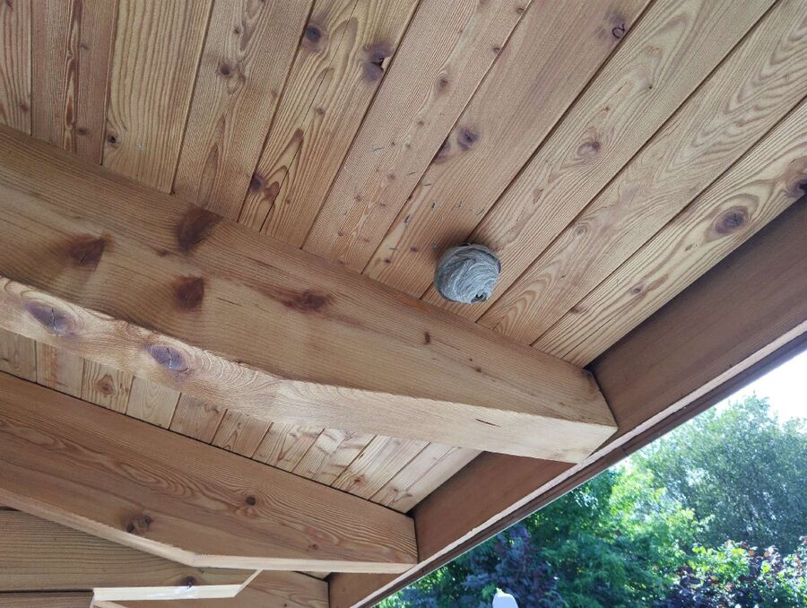  Bienennest entfernen