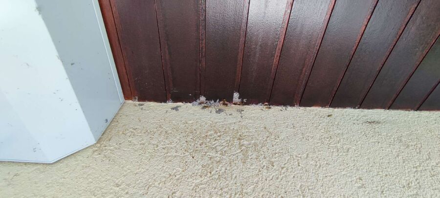  Bienennest entfernen