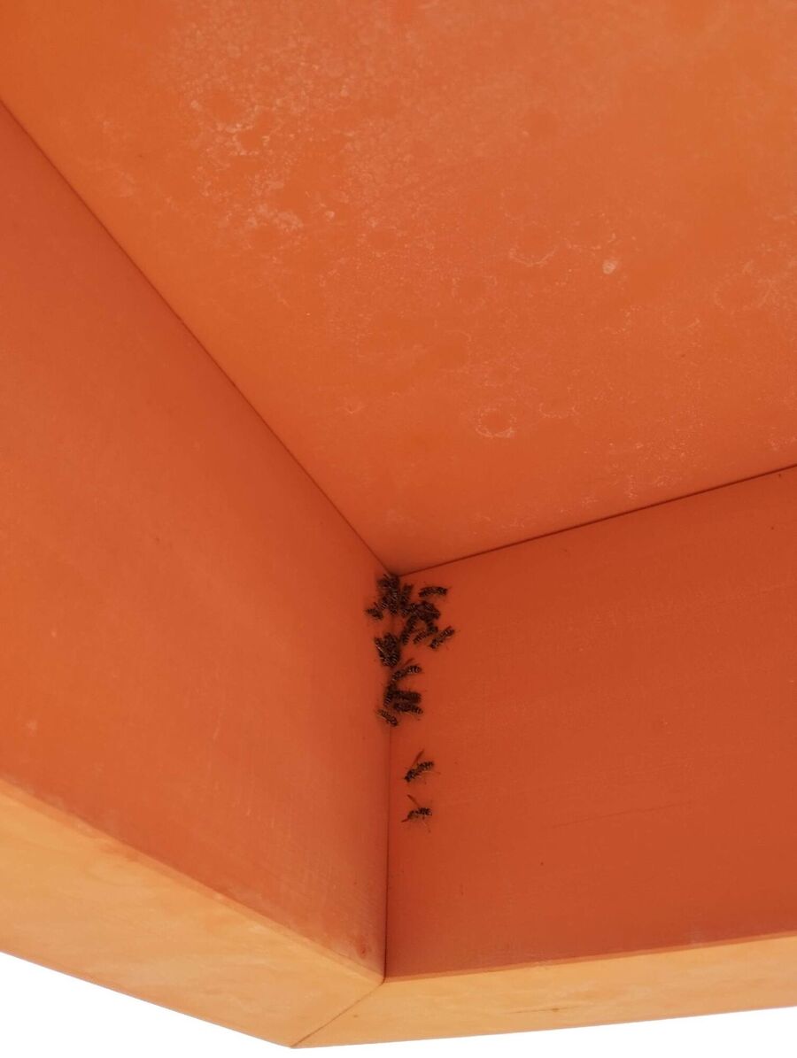  Bienennest entfernen.jpeg