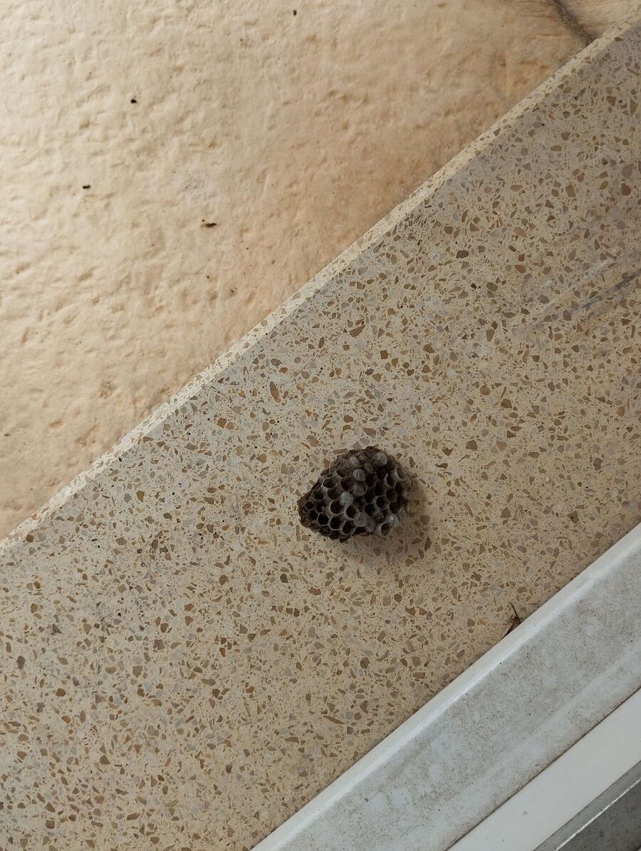 Bienen umsiedeln &  Bienennest entfernen 