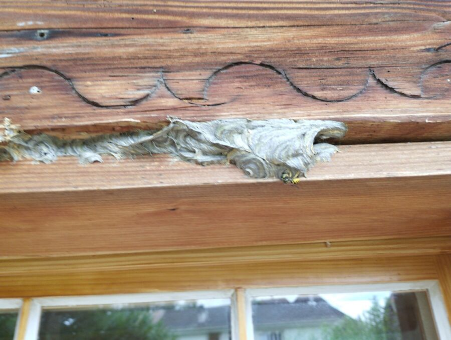  Bienennest entfernen.jpeg