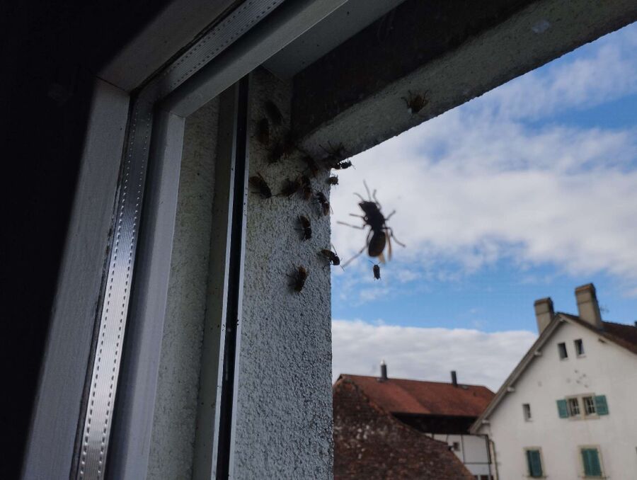 Bienen umsiedeln &  Bienennest entfernen 