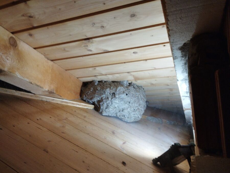  Bienennest entfernen.jpeg