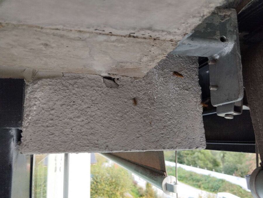 Bienen umsiedeln &  Bienennest entfernen 