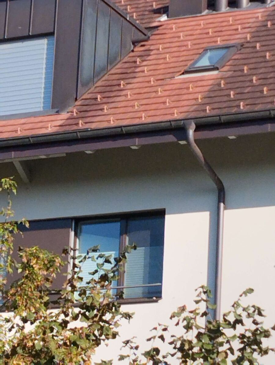  Bienennest entfernen.jpeg