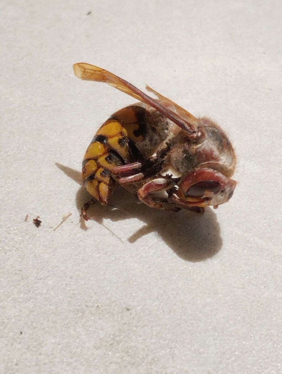  Bienennest entfernen.jpeg