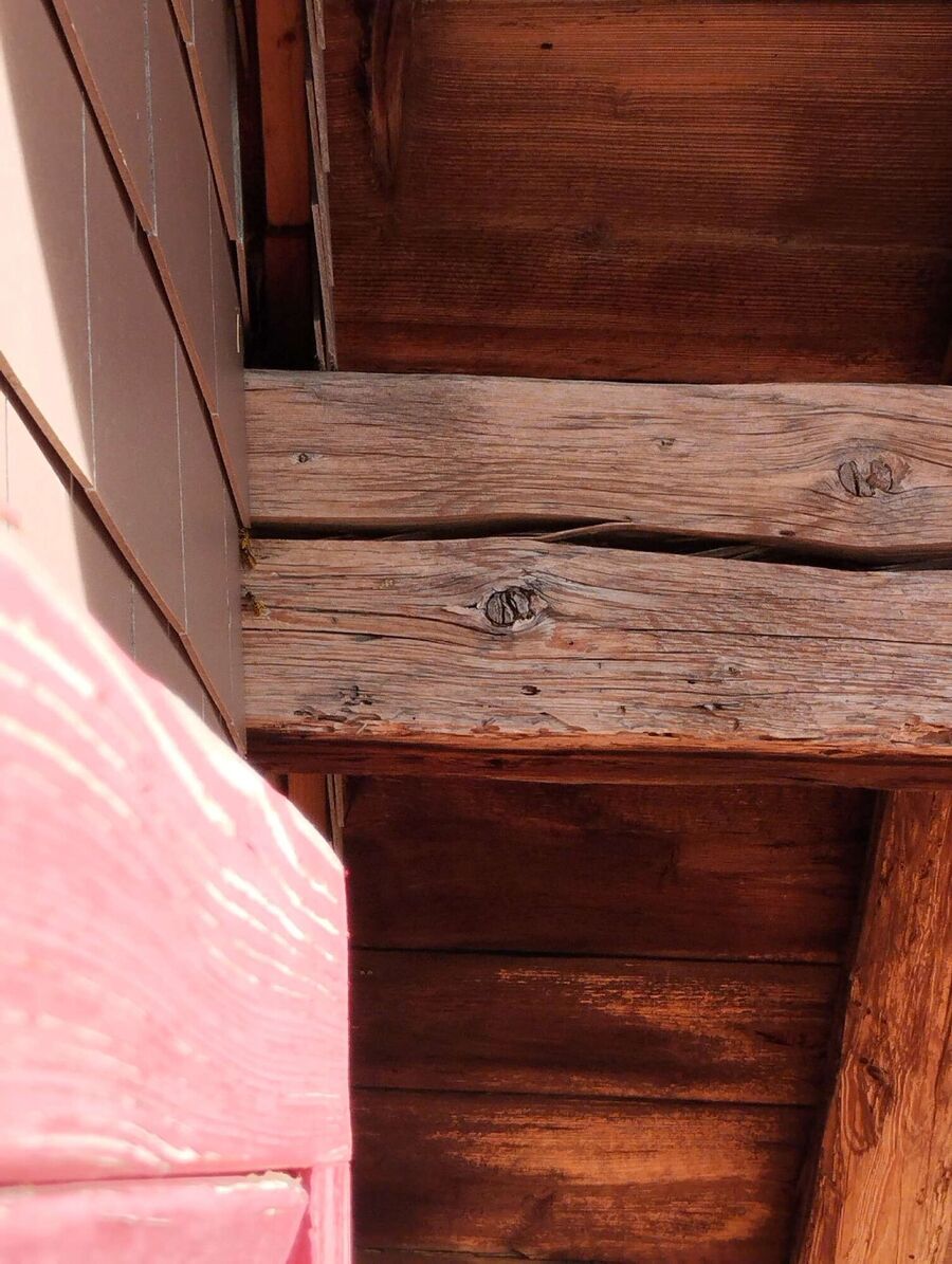  Bienennest entfernen