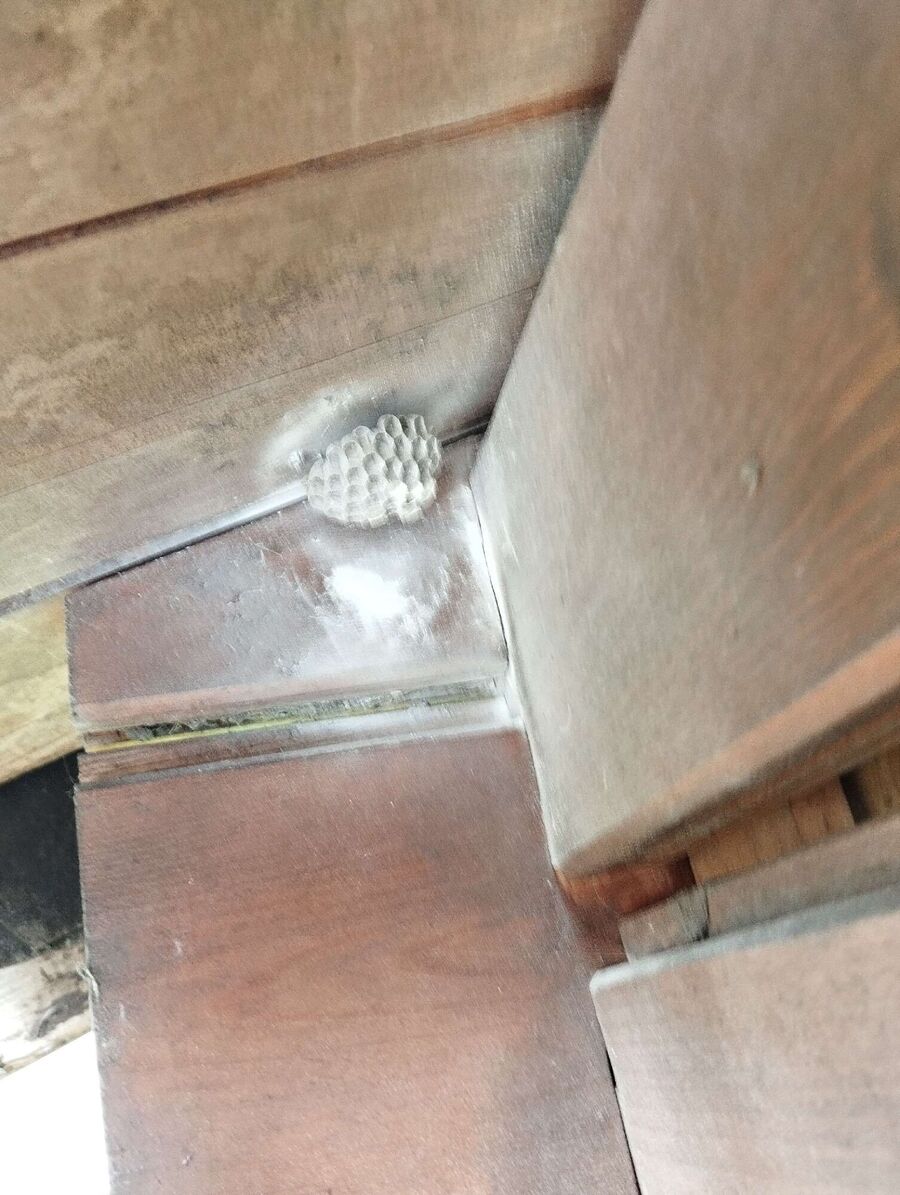  Bienennest entfernen