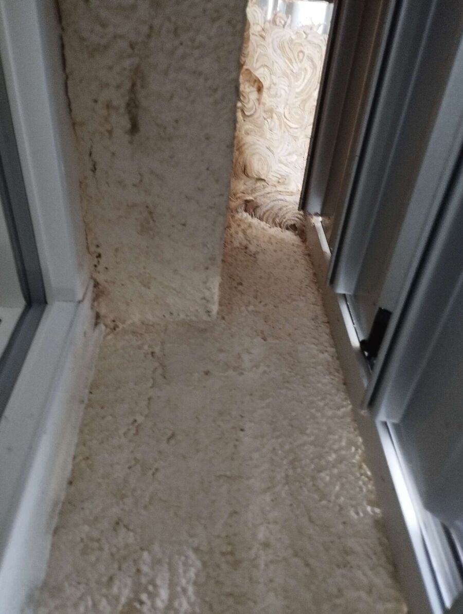  Bienennest entfernen