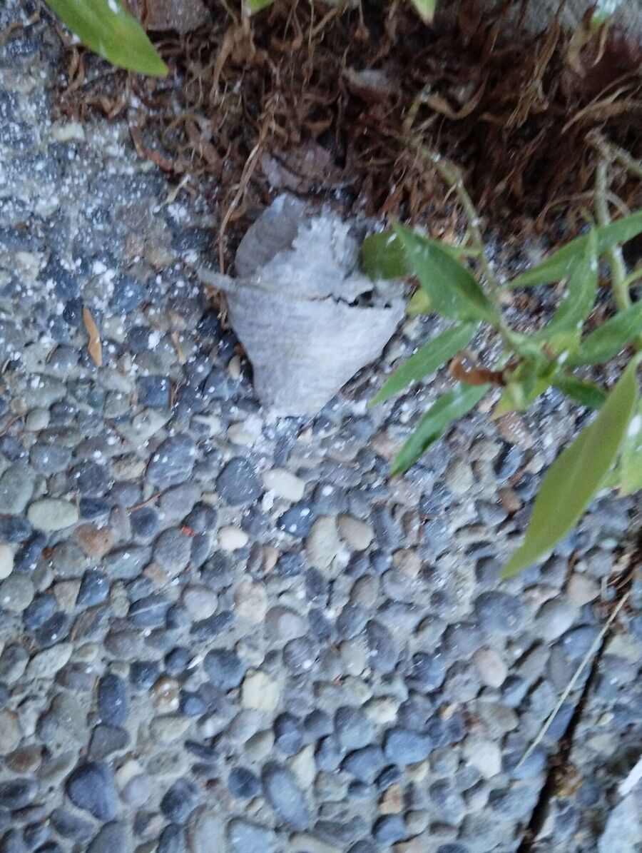  Bienennest entfernen