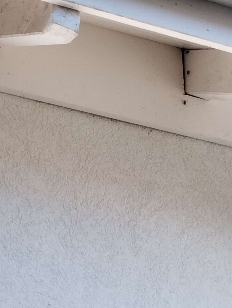  Bienennest entfernen.jpeg