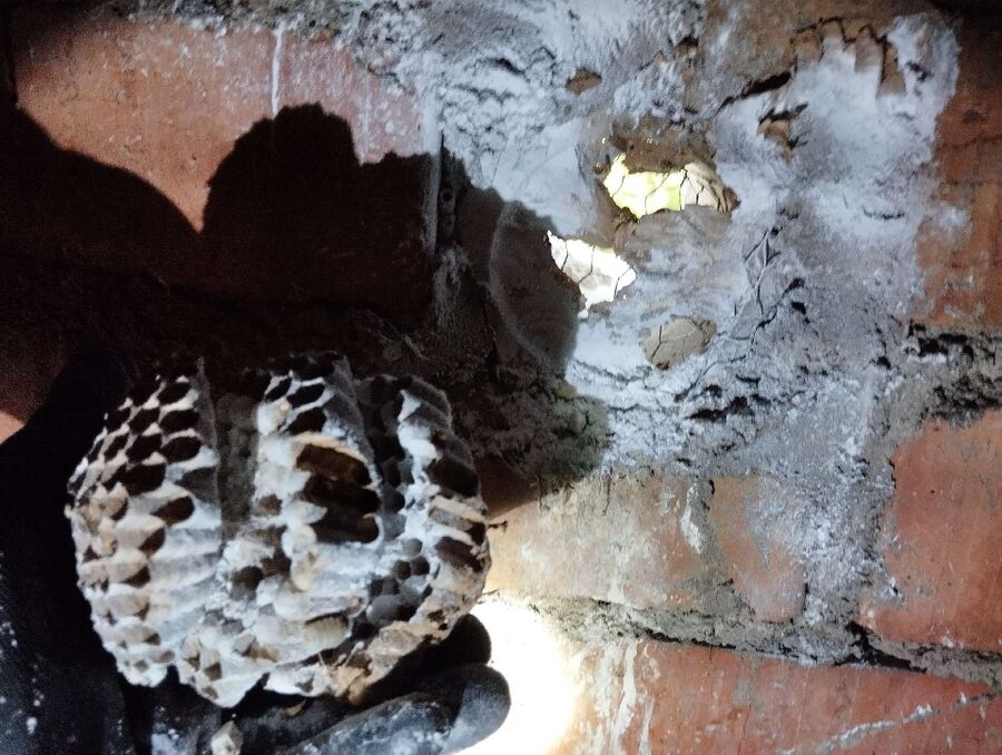  Bienennest entfernen.jpeg