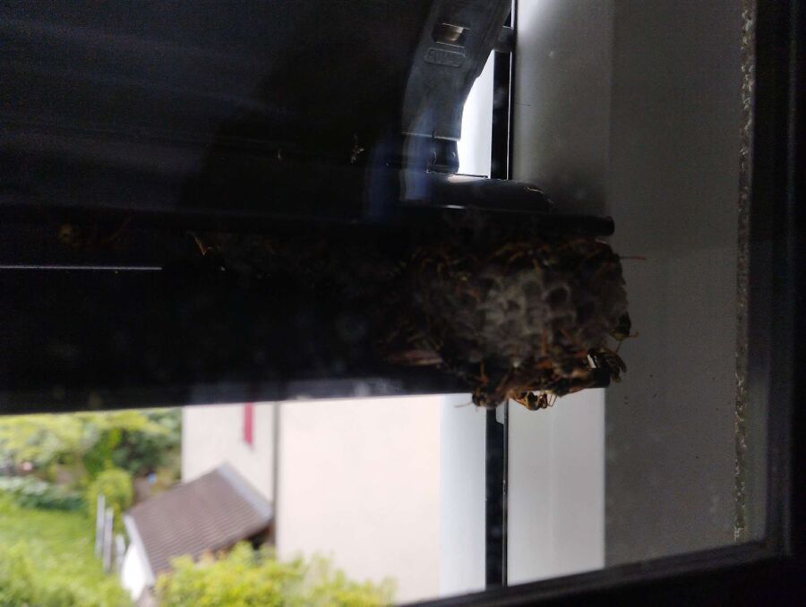 Bienen umsiedeln &  Bienennest entfernen 