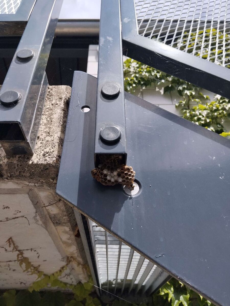 Bienen umsiedeln &  Bienennest entfernen 