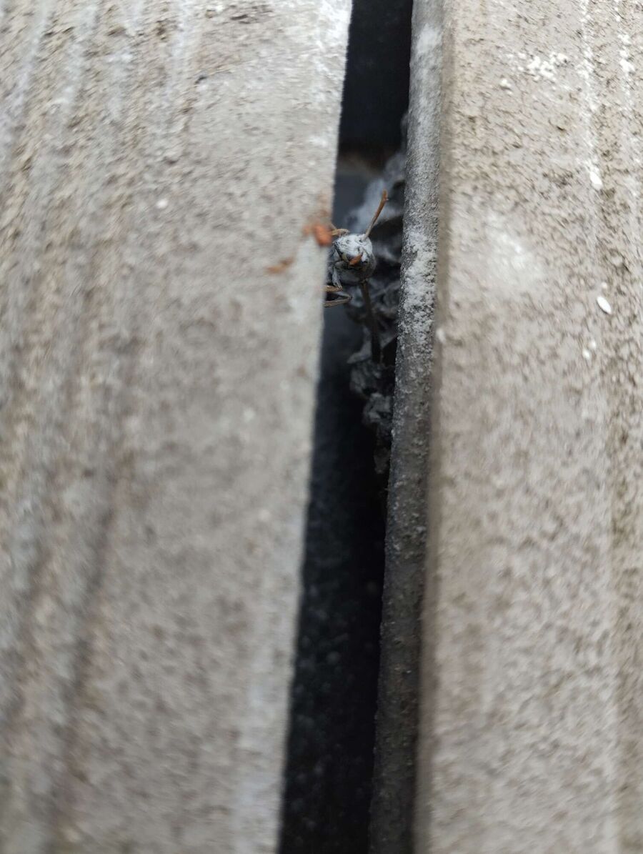  Bienennest entfernen.jpeg