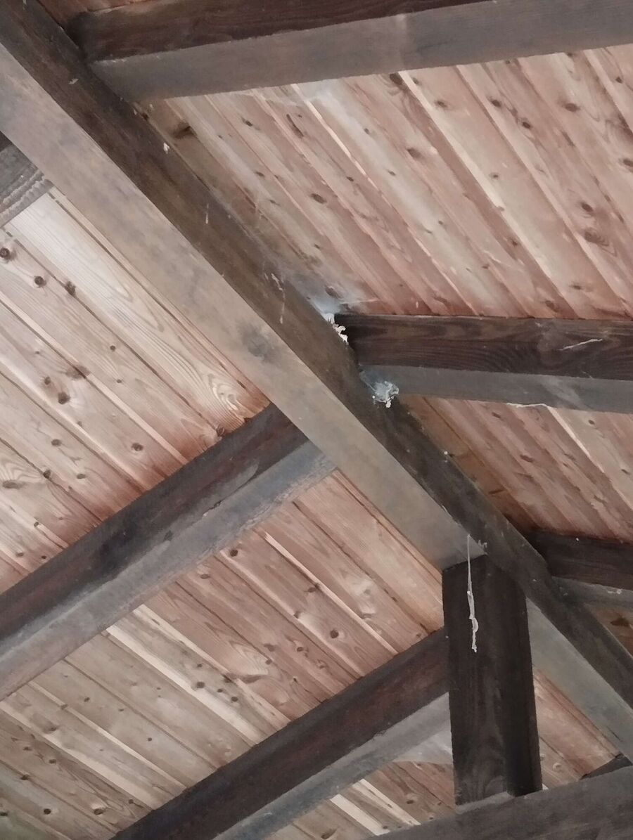  Bienennest entfernen.jpeg