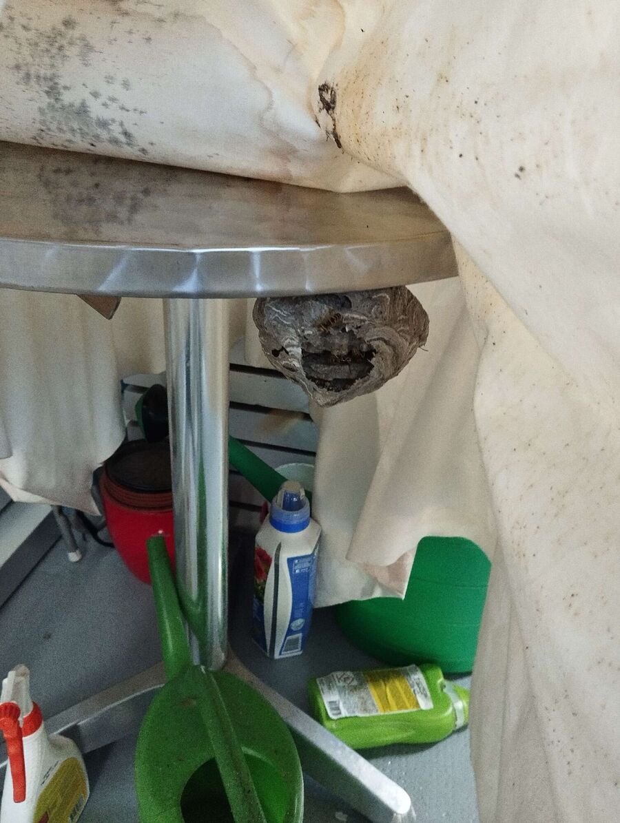  Bienennest entfernen.jpeg